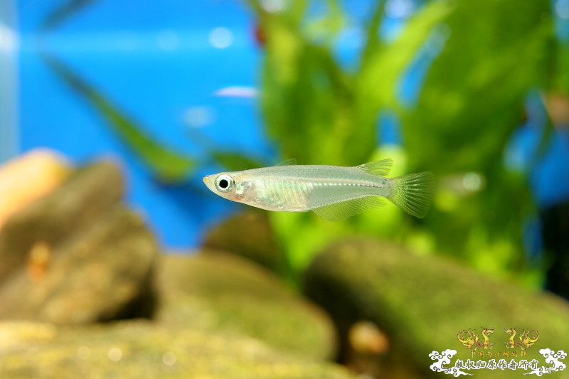 一不小心抄了安仔家的原生