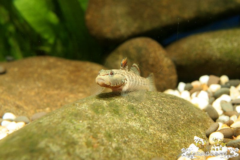 一不小心抄了安仔家的原生