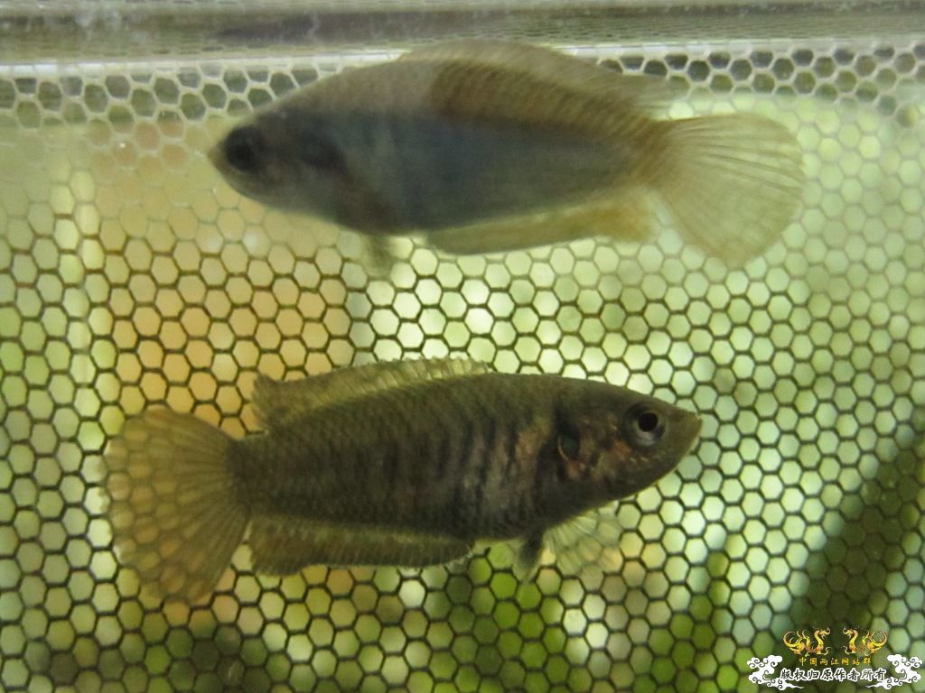 炖一锅大杂烩！