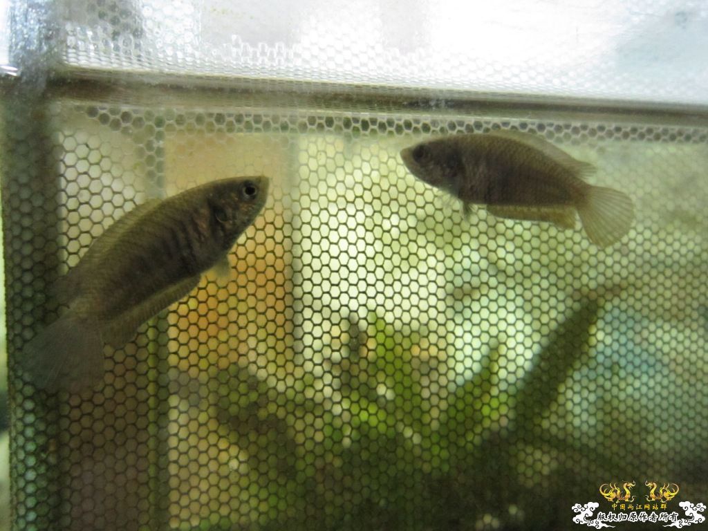 炖一锅大杂烩！