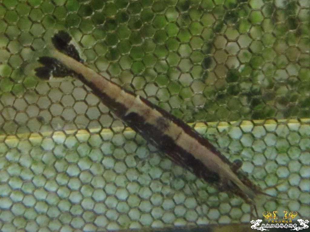 炖一锅大杂烩！