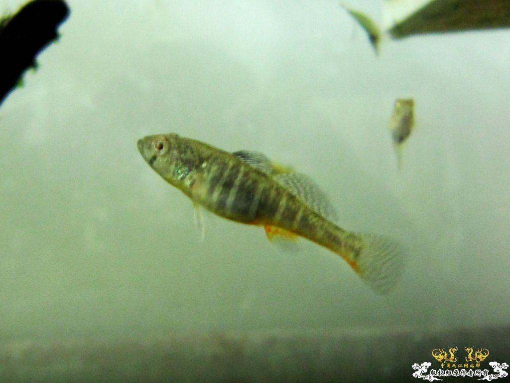 炖一锅大杂烩！