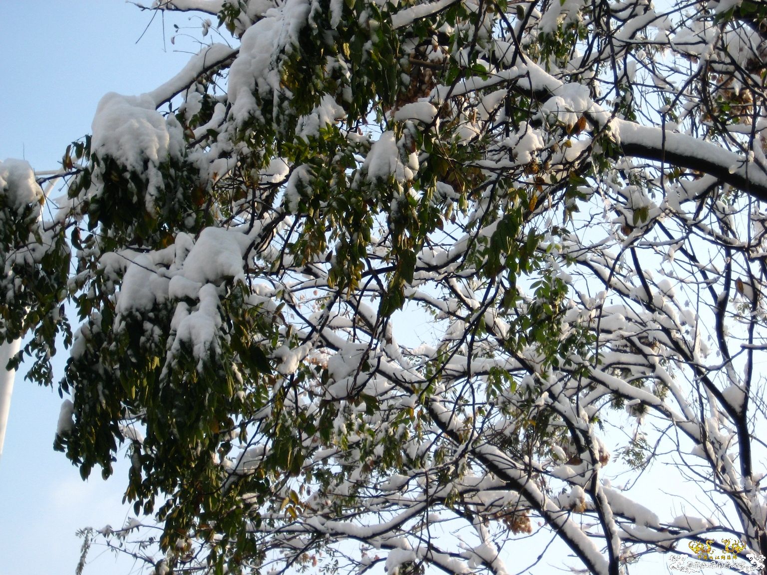 [灌水]下雪了