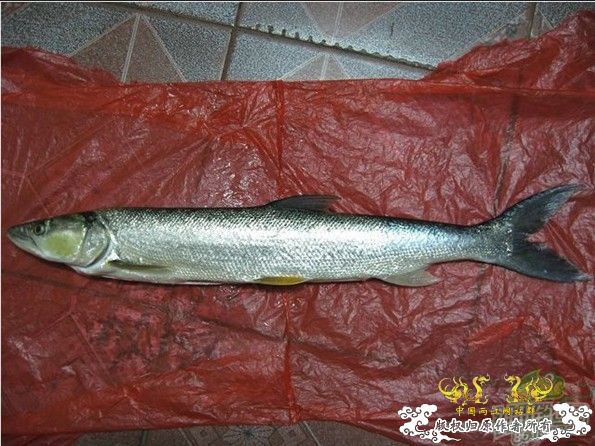 210*60*70的大原生缸终于落成！！！！