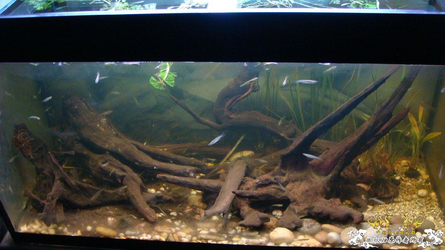 80cm“三无”原生鱼缸 [9P]