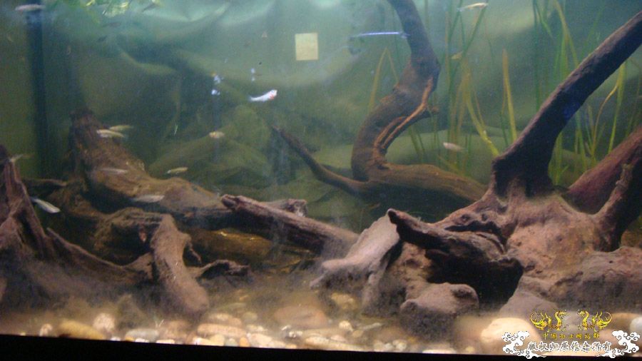 80cm“三无”原生鱼缸 [9P]