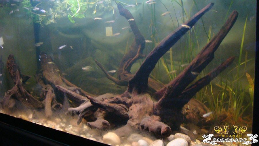 80cm“三无”原生鱼缸 [9P]