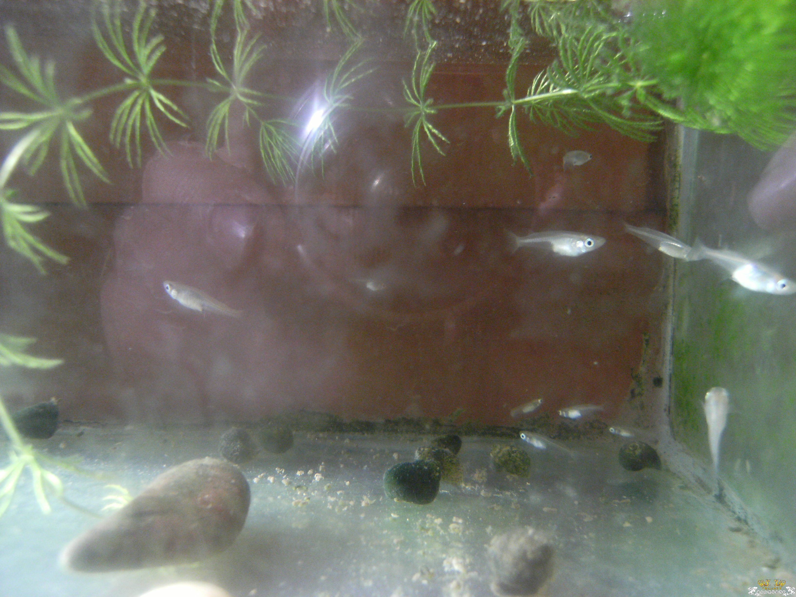 青鱂，过冬了！