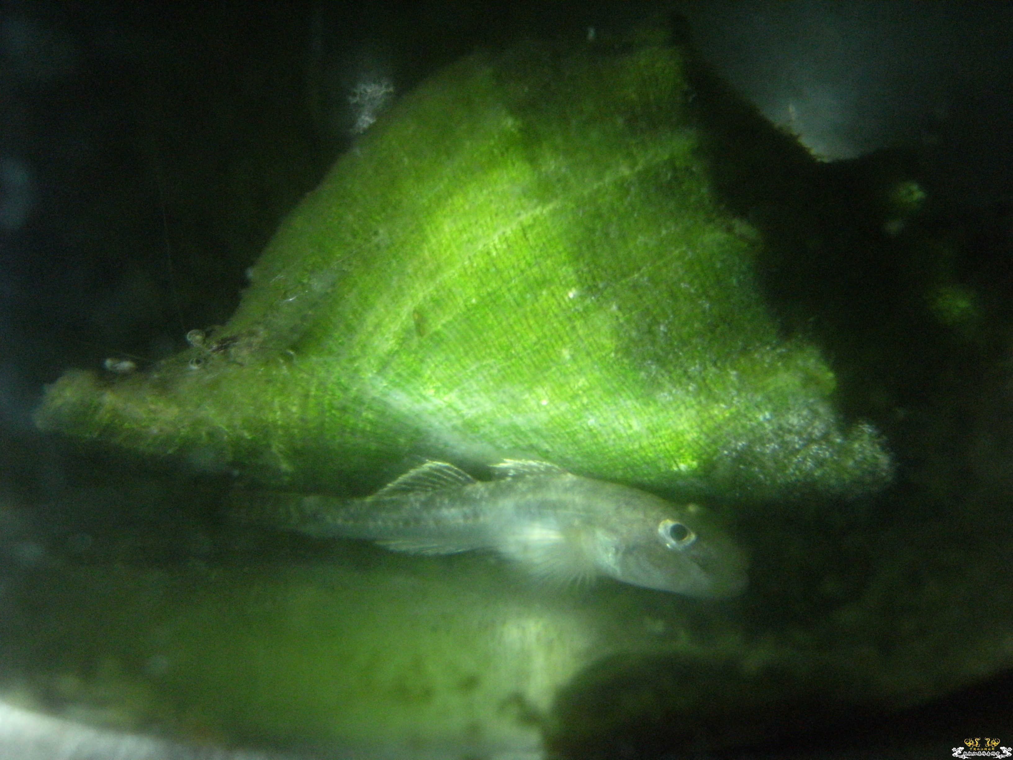 虾虎和虾