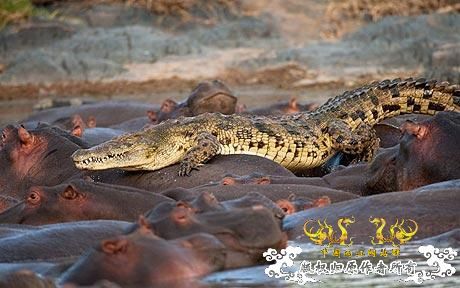 摄影师捕捉到鳄鱼被河马愤怒围杀瞬间zz