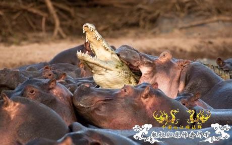摄影师捕捉到鳄鱼被河马愤怒围杀瞬间zz