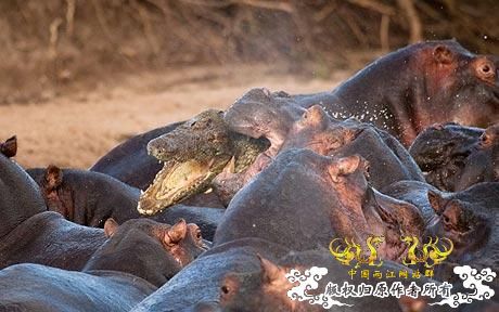 摄影师捕捉到鳄鱼被河马愤怒围杀瞬间zz