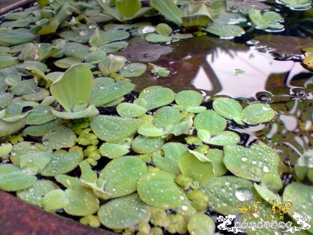 惦记十一回家拍的俩鱼缸了，不知现在情况如何