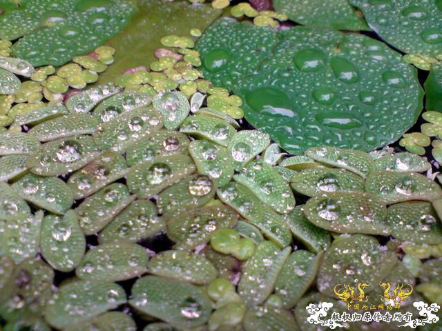 惦记十一回家拍的俩鱼缸了，不知现在情况如何