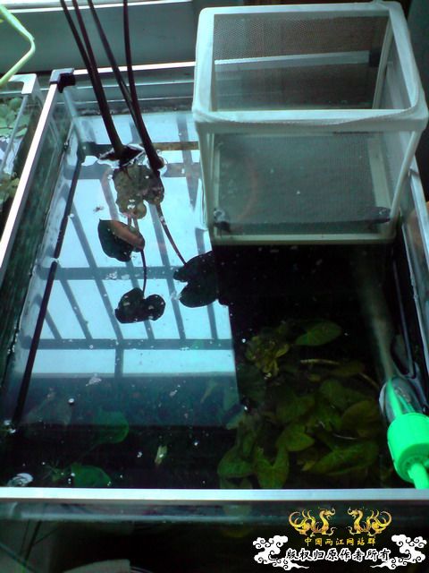 惦记十一回家拍的俩鱼缸了，不知现在情况如何