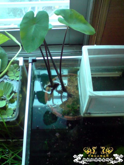 惦记十一回家拍的俩鱼缸了，不知现在情况如何