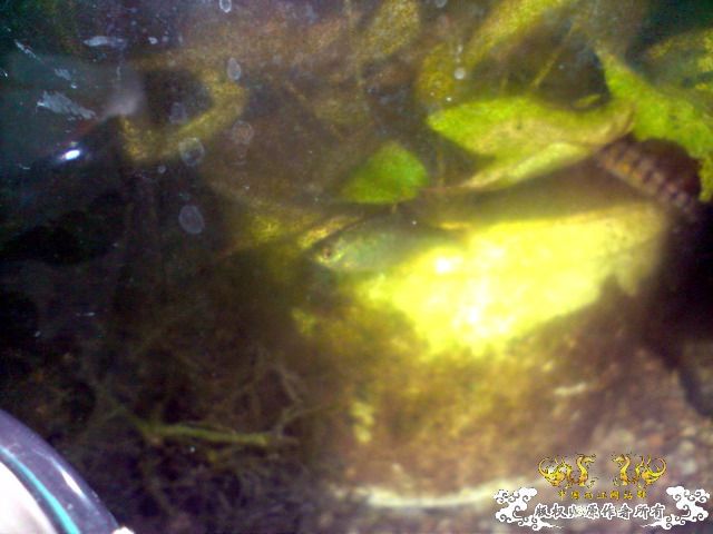 惦记十一回家拍的俩鱼缸了，不知现在情况如何