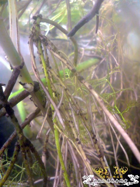 惦记十一回家拍的俩鱼缸了，不知现在情况如何