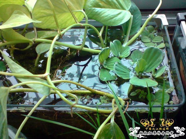 惦记十一回家拍的俩鱼缸了，不知现在情况如何