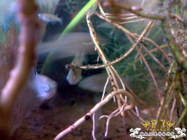 惦记十一回家拍的俩鱼缸了，不知现在情况如何