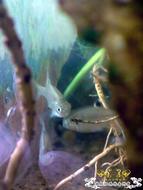 惦记十一回家拍的俩鱼缸了，不知现在情况如何