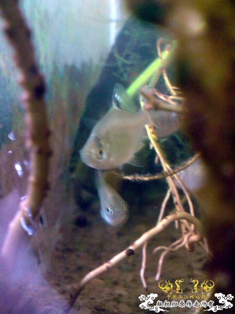 惦记十一回家拍的俩鱼缸了，不知现在情况如何