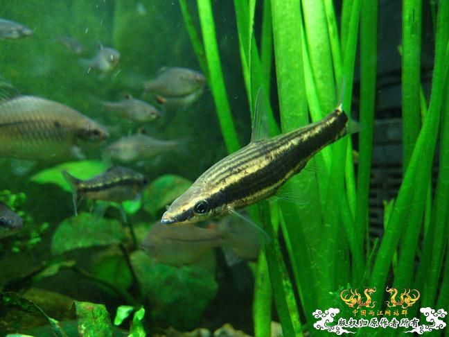 闲着没事。拍些杂鱼冒个泡。