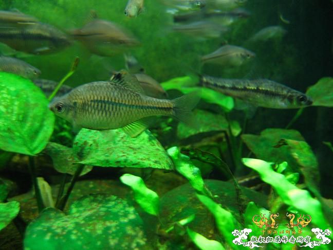 闲着没事。拍些杂鱼冒个泡。