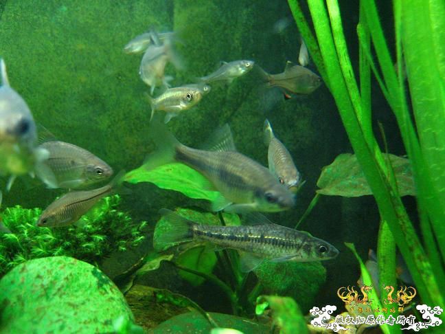 闲着没事。拍些杂鱼冒个泡。