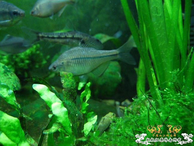 闲着没事。拍些杂鱼冒个泡。