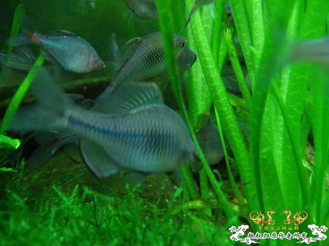 闲着没事。拍些杂鱼冒个泡。