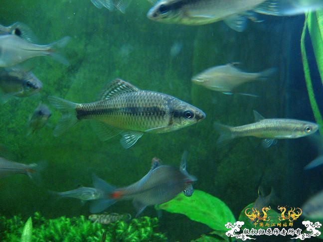 闲着没事。拍些杂鱼冒个泡。