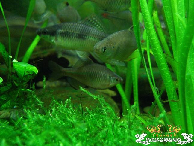 闲着没事。拍些杂鱼冒个泡。