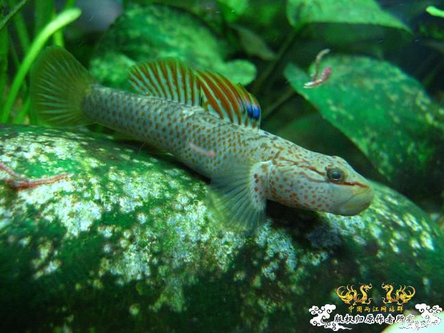 闲着没事。拍些杂鱼冒个泡。