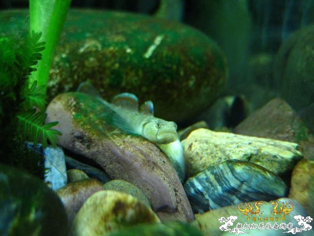 闲着没事。拍些杂鱼冒个泡。