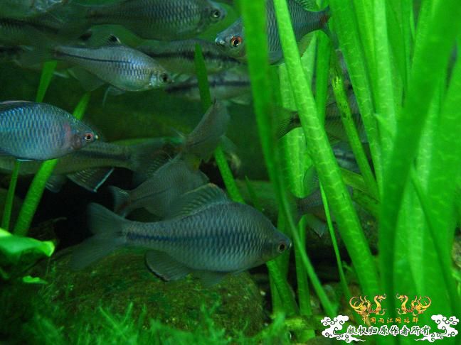 闲着没事。拍些杂鱼冒个泡。