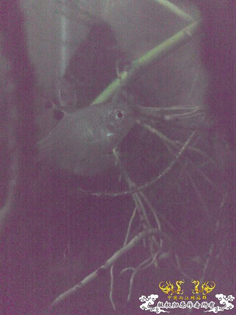 惦记十一回家拍的俩鱼缸了，不知现在情况如何