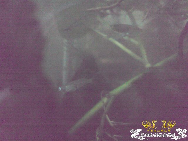 惦记十一回家拍的俩鱼缸了，不知现在情况如何