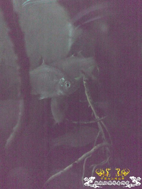 惦记十一回家拍的俩鱼缸了，不知现在情况如何