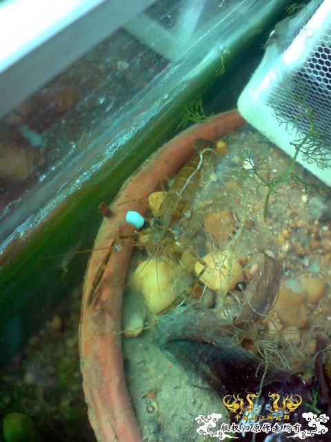 惦记十一回家拍的俩鱼缸了，不知现在情况如何