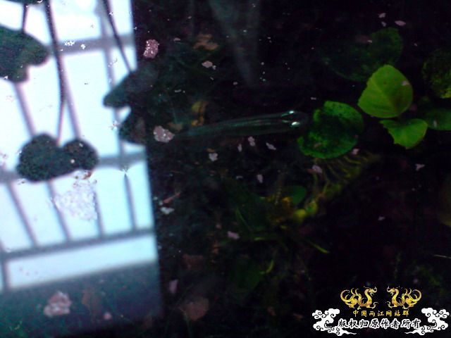 惦记十一回家拍的俩鱼缸了，不知现在情况如何