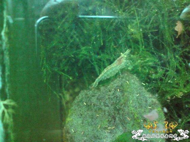 惦记十一回家拍的俩鱼缸了，不知现在情况如何