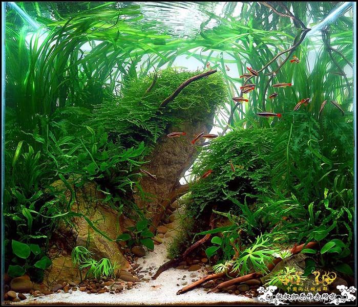 [转帖]一个漂亮的金丝鱼缸诞生剪影 [9P]