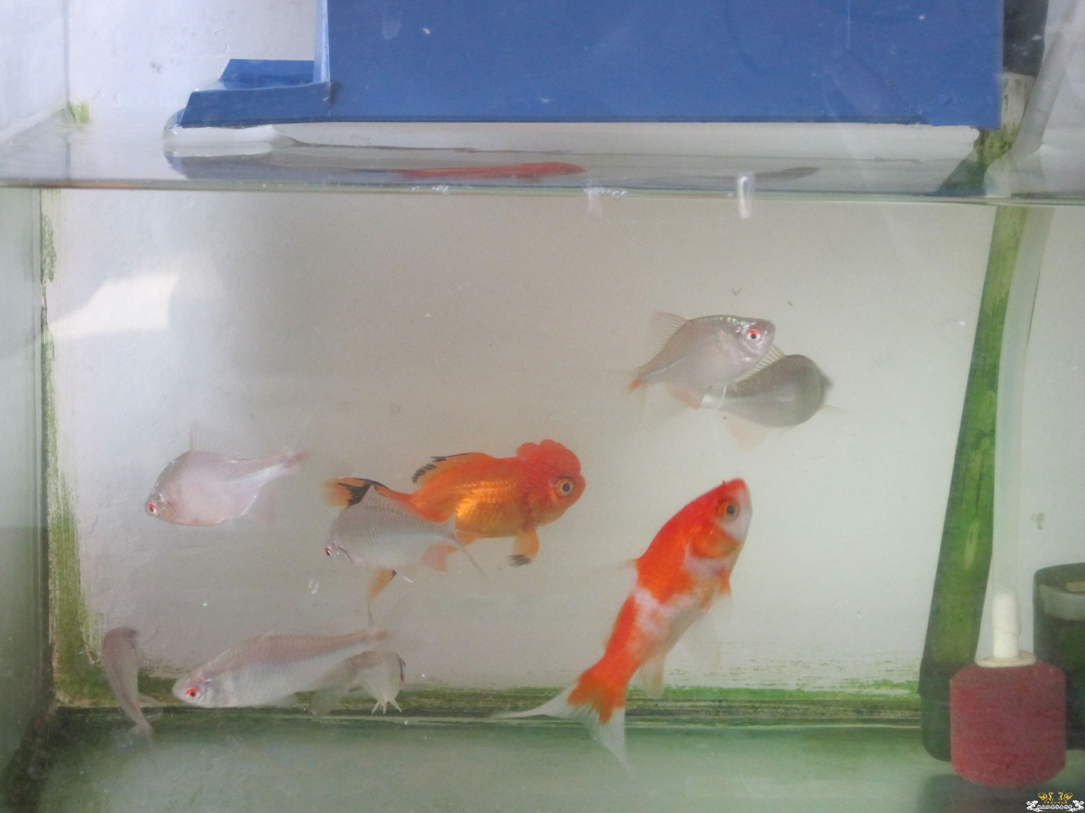 我养的 快一个月的旁皮！！鸟总 给老乡看看！！！