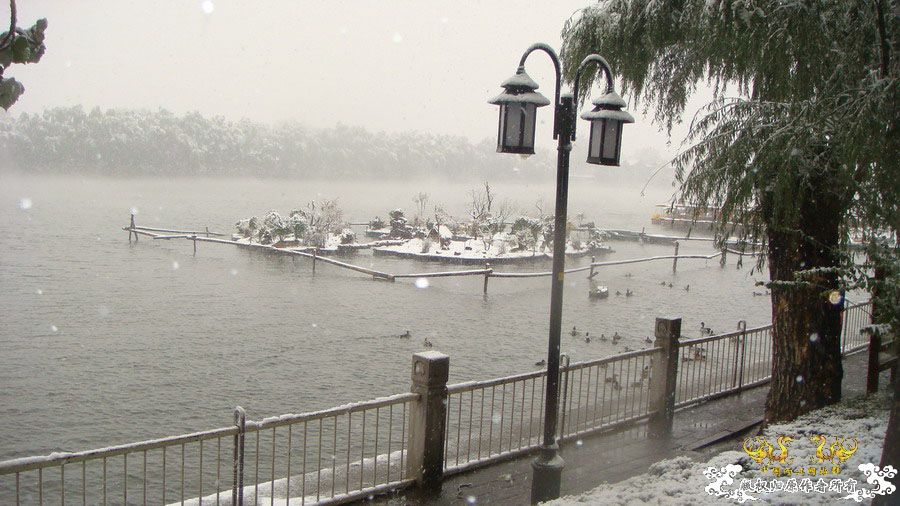 深秋大雪纷飞中的北京后海野鸭岛 [12P]