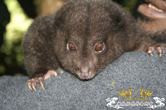 [转帖]火山口内的失落世界