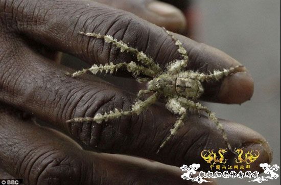 [转帖]火山口内的失落世界