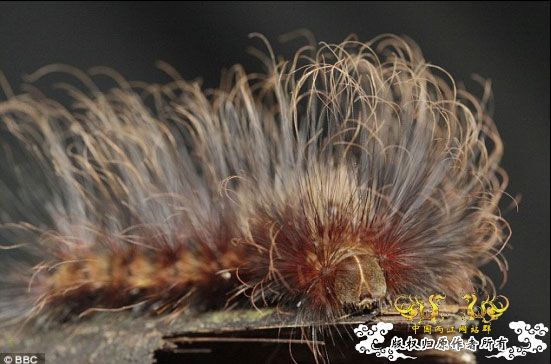 [转帖]火山口内的失落世界