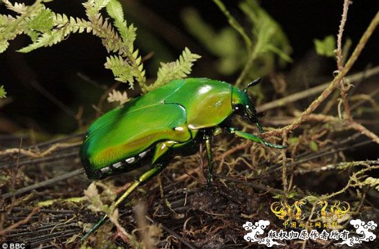 [转帖]火山口内的失落世界