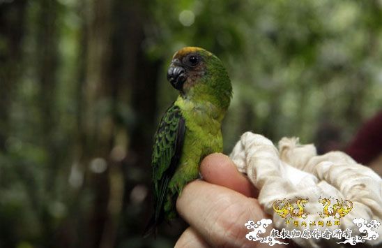 [转帖]火山口内的失落世界